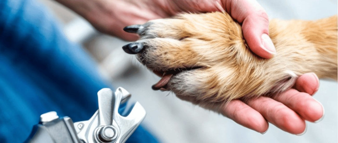 how to trim dog nails, how often trim dog nails, where cut dog nails