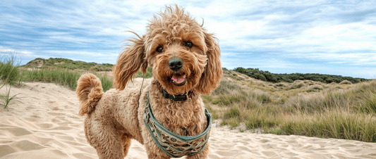 Happy belly= HAPPY DOG 10 REASONS WHY YOU SHOULD BUY ONLY NATURAL TREATS