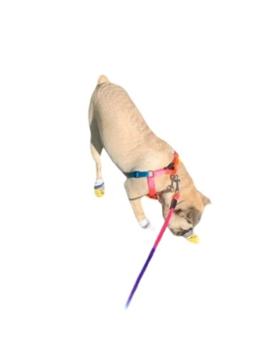 Leash & Harness Nylon Colorful Pet medium dog