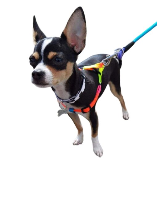 Leash & Harness Nylon Colorful Pet small dog