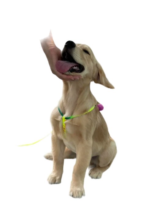 Leash & Harness Nylon Colorful Pet