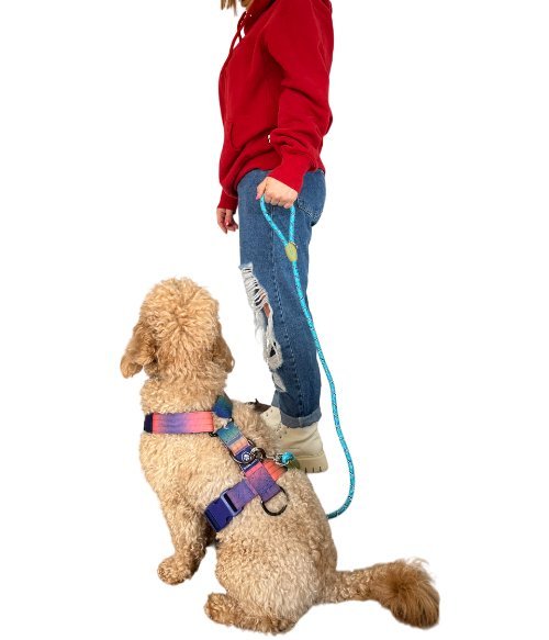 Hands free Waist & Crossbody Dog Leashe blue