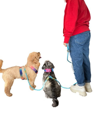 Hands free Waist & Crossbody Dog Leashes 2  dogs blue