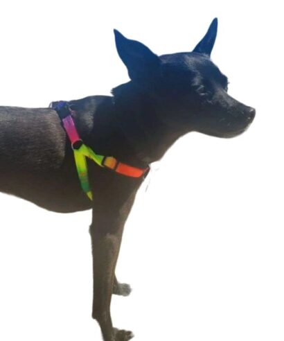 Leash & Harness Nylon Colorful Pet medium dog